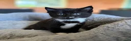 Domestic Shorthair cats for sale: Domestic shorthair kittens - Advert 2