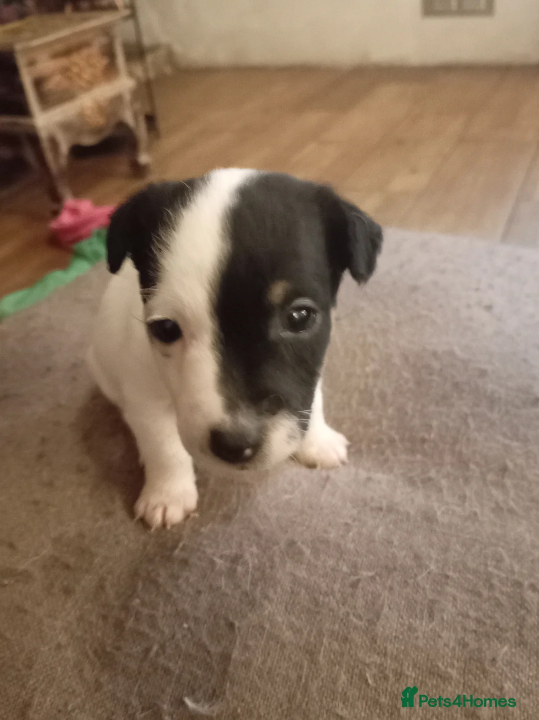 Jack Russell dogs for sale: Jack Russell puppies for sale  - Advert 8