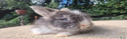 Angora rabbits for sale: 🩷 FULL FACE ANGORA BABIES- PARENTS FROM🇫🇷 - Advert 34