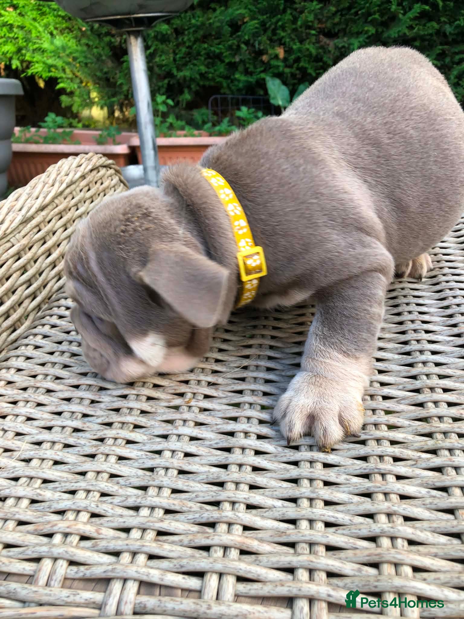 English Bulldog dogs for sale: English bulldog puppies in Doncaster - Advert 10