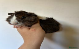 Guinea Pig rodents for sale: Beautiful Baby Guineapig For sale - Image 7