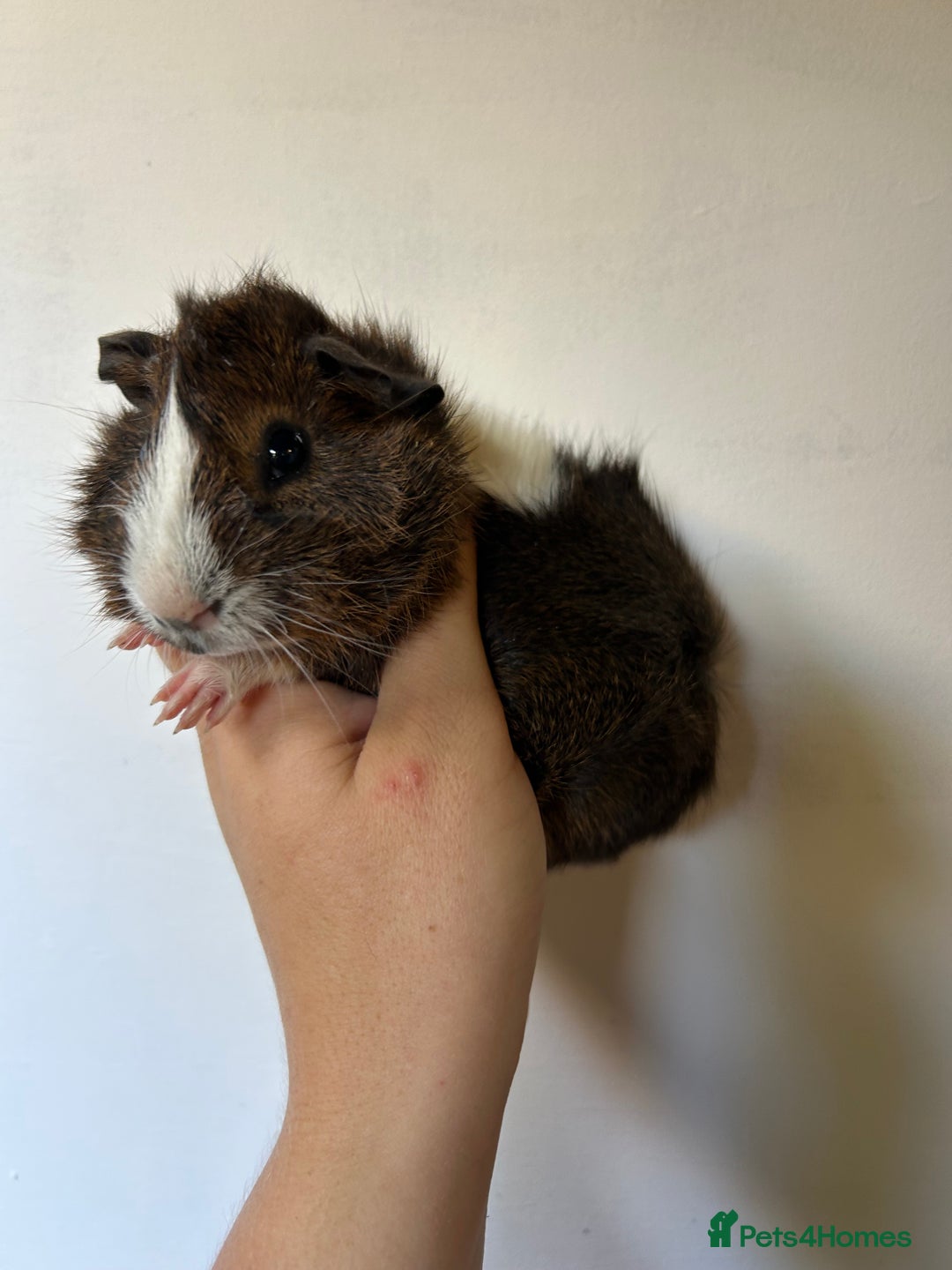 Guinea Pig rodents for sale: Beautiful Baby Guineapig For sale - Image 7