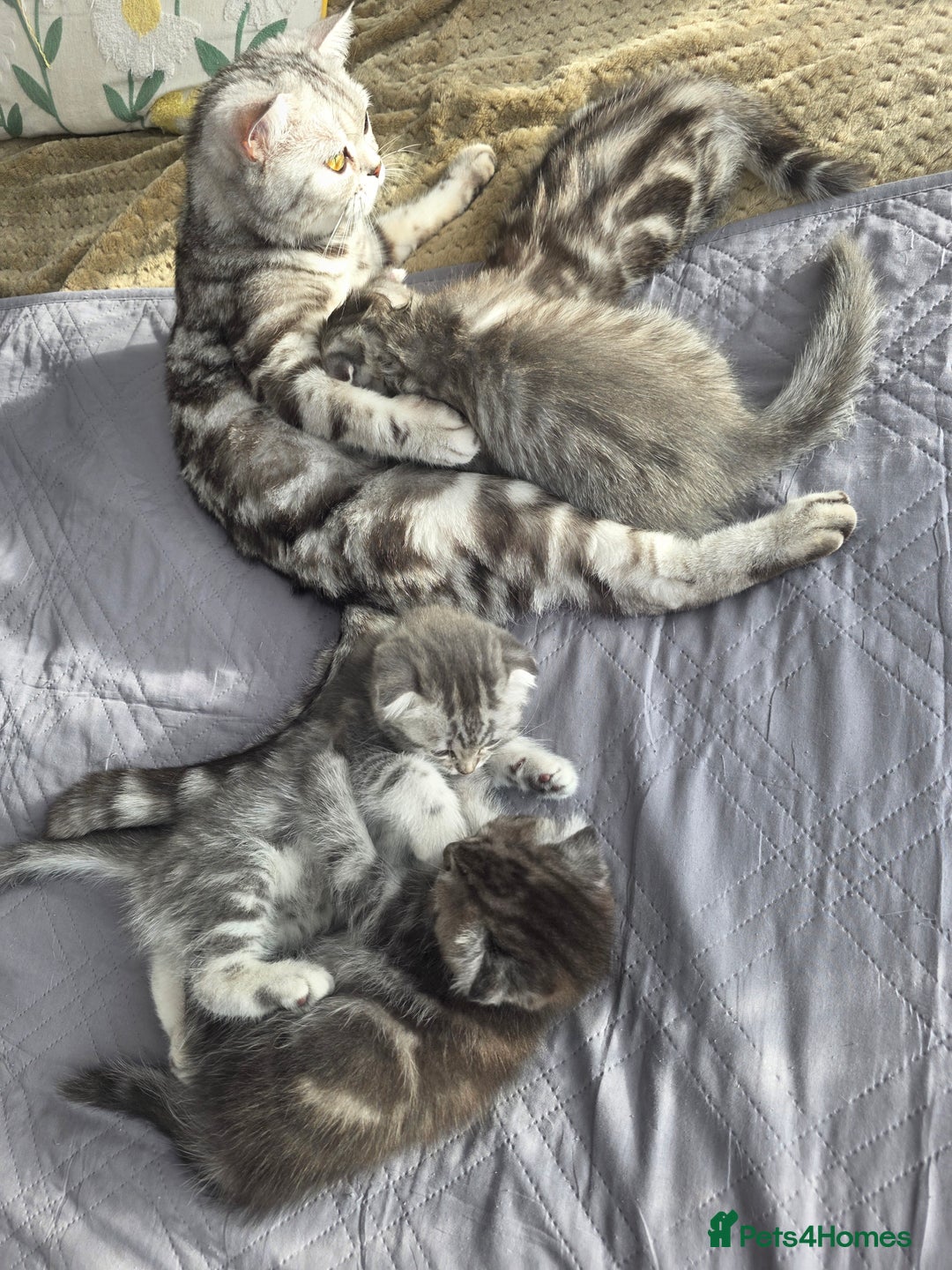 Scottish Fold cats for sale: Tabby Scottish Fold Kittens - Advert 2