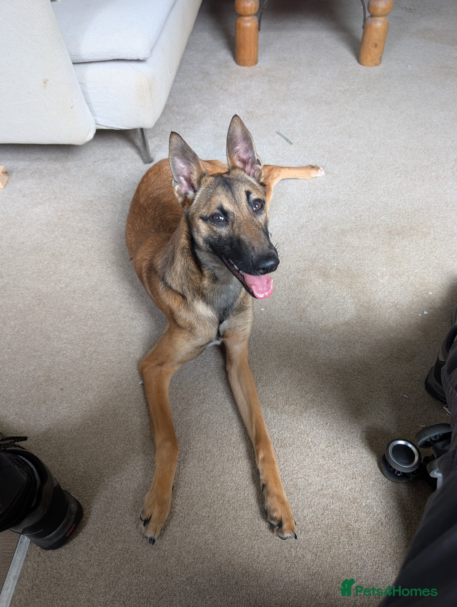 Mixed Breed dogs Lilo - Fawn Greyhound & Belgian Malinois Cross - Advert 1