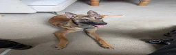 Mixed Breed dogs for sale: Lilo - Fawn Greyhound & Belgian Malinois Cross - Advert 1