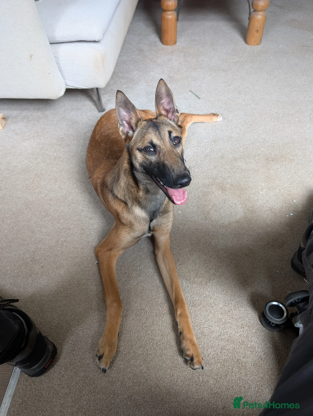 Mixed Breed dogs for sale: Lilo - Fawn Greyhound & Belgian Malinois Cross - Advert 1