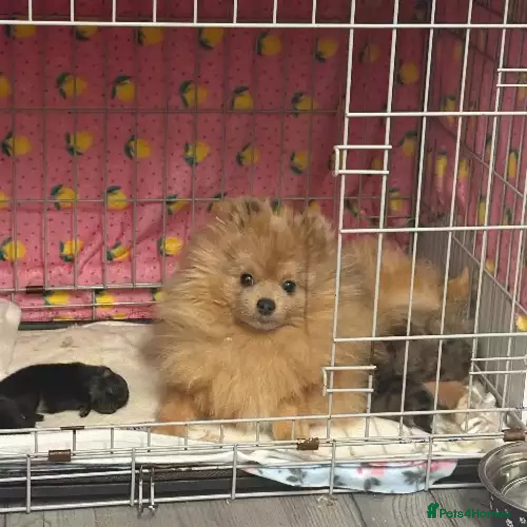 Pomeranian dogs for sale: 3 Female / 1 Male Pomeranian puppies for sale - Advert 5