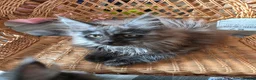 Maine Coon cats for sale: Maincoon kitten  - Advert 3