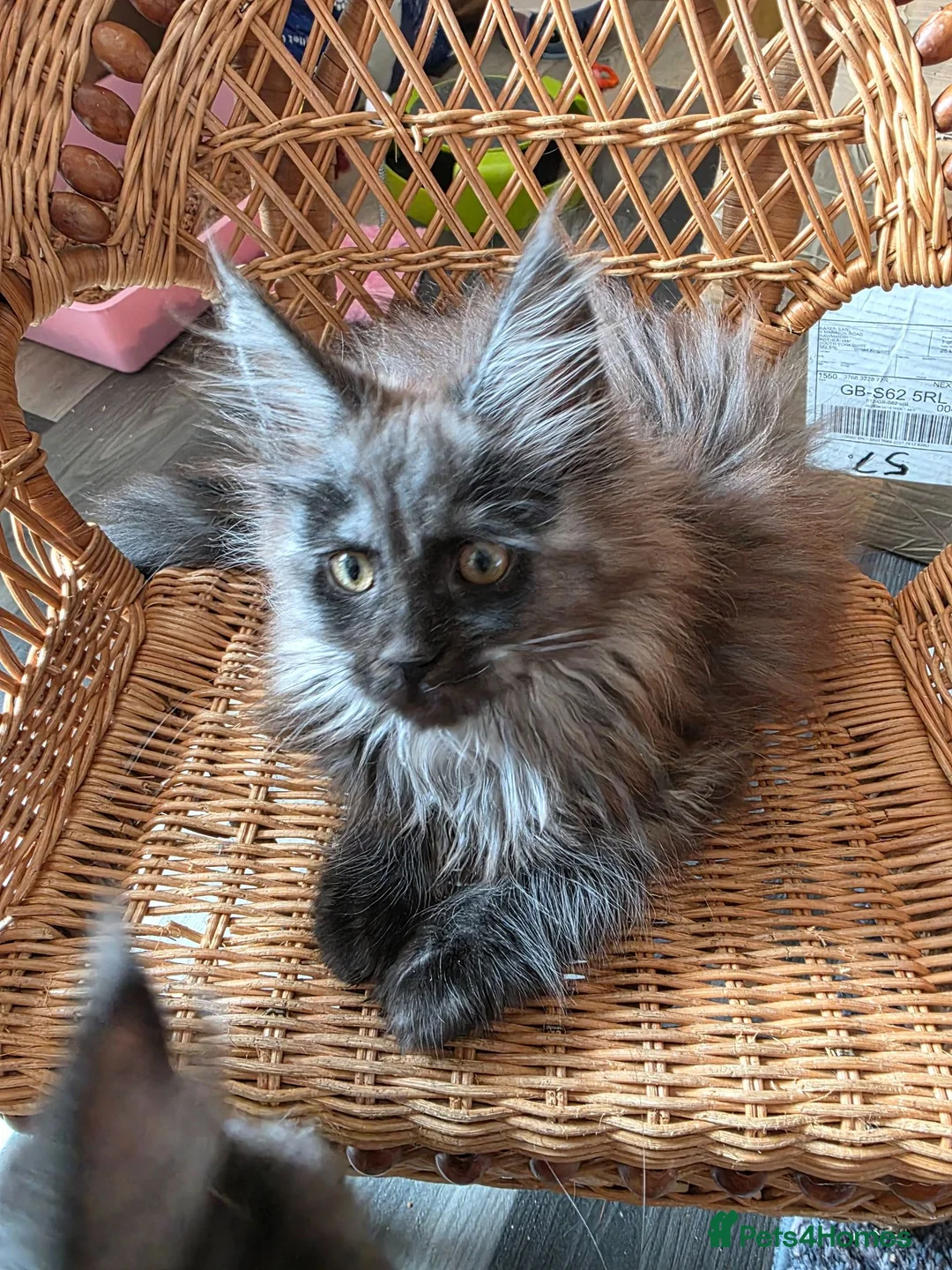 Maine Coon cats for sale: Maincoon kitten  - Advert 3
