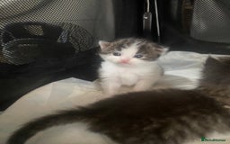 RagaMuffin cats for sale: Beautiful ragdoll x kittens 1 LEFT READY NOW - Image 7
