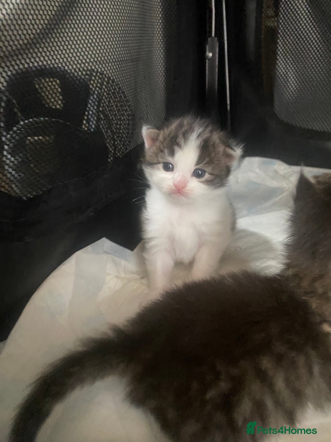 RagaMuffin cats for sale: Beautiful ragdoll x kittens 1 LEFT READY NOW - Image 7