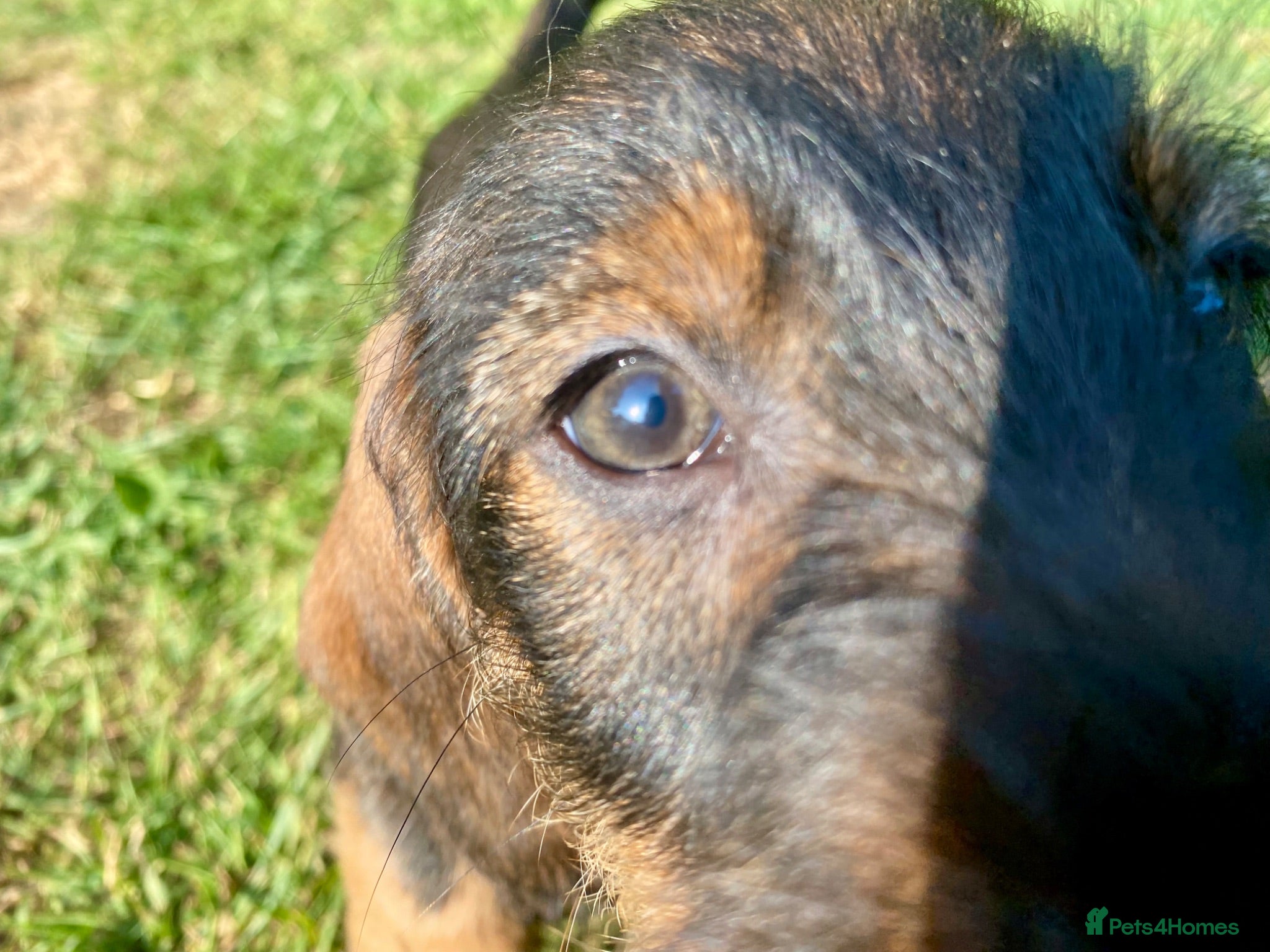 Dachshund dogs Quality Wirehaired Dachshund Puppies (STD) Teckels - Advert 2