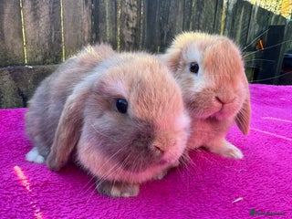 Mini Lop rabbits for sale: Two friendly male chocolate Harli mini lop boys - Advert 1
