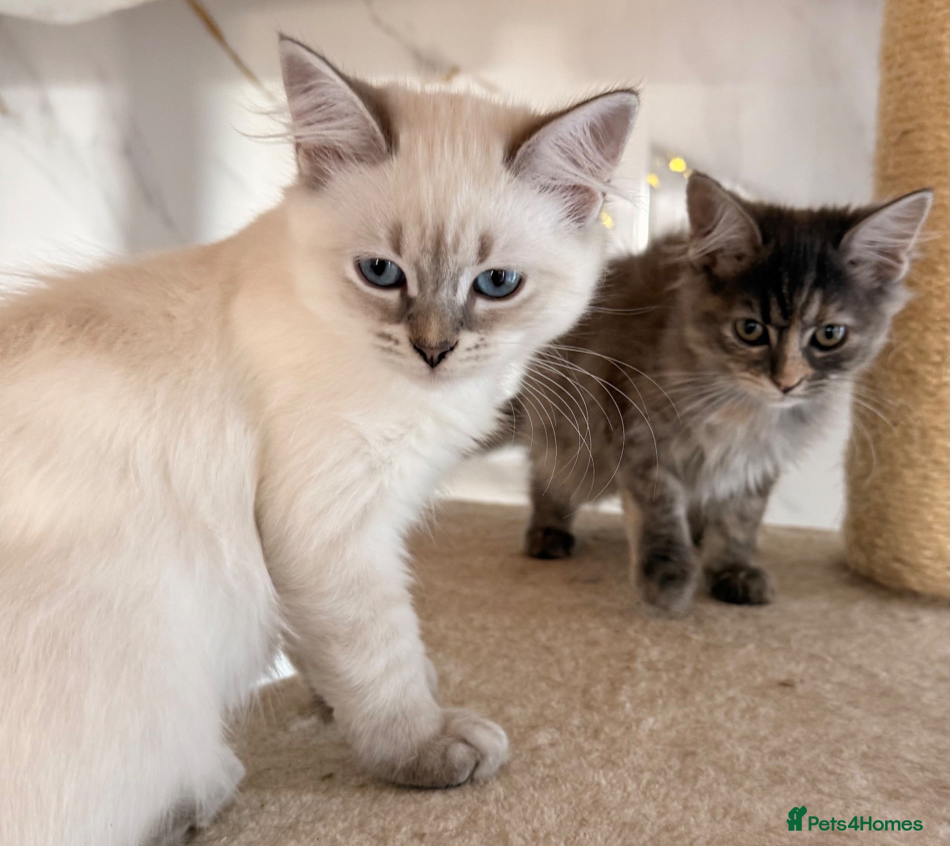 Siberian cats NEW LITTERS imported lines Siberian kittens - Advert 2