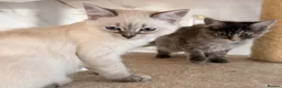 Siberian cats for sale: NEW LITTERS imported lines Siberian kittens - Advert 11