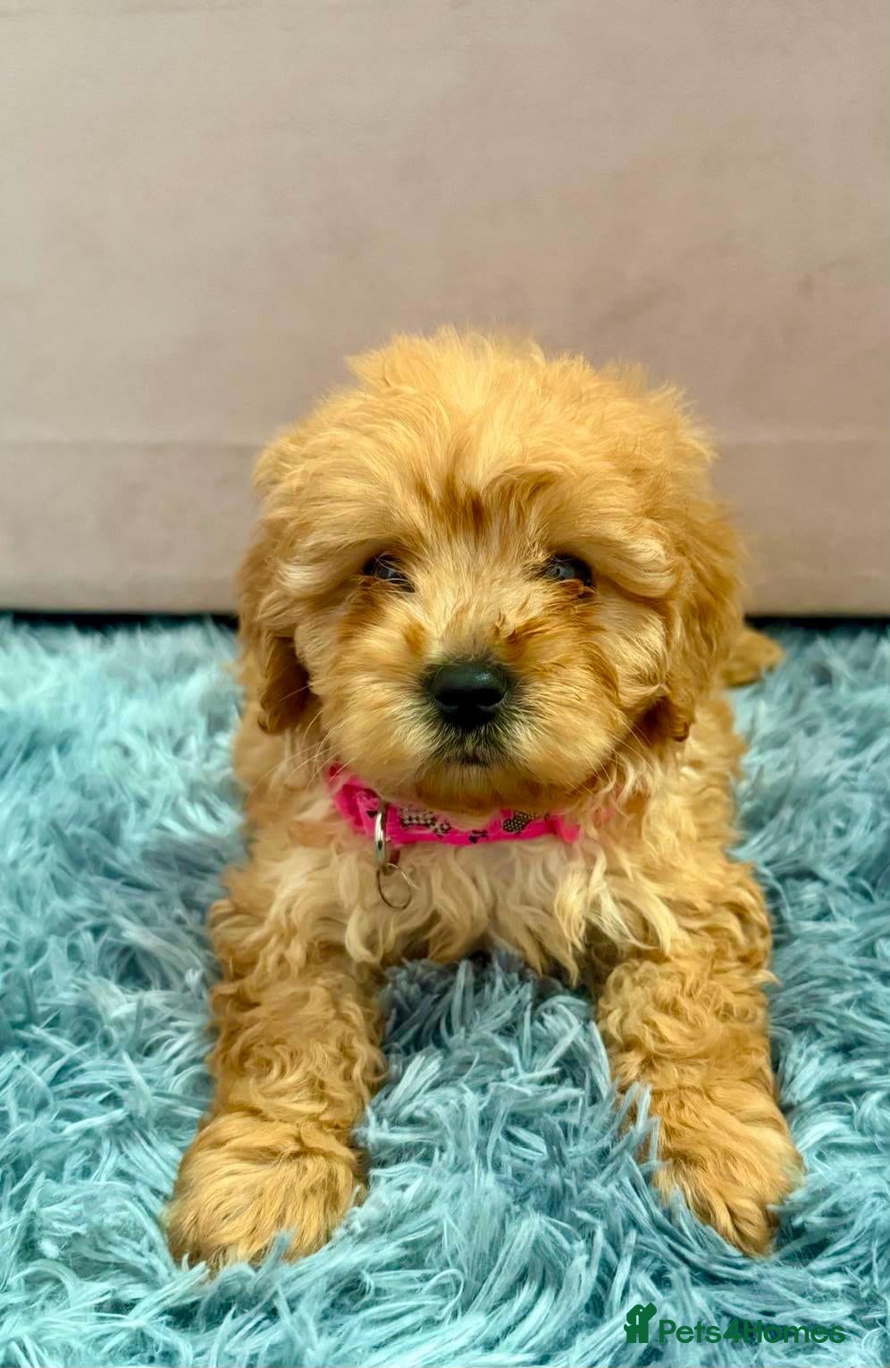 Cavapoo dogs Last girl ready to go  - Advert 7