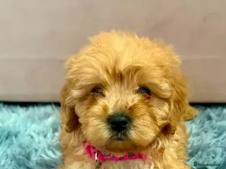 Cavapoo dogs Last girl ready to go - Advert 7