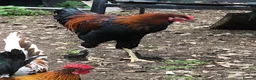 Chickens poultry for sale: Aseel / Cross Cockerel hatched 2026 - Advert 7