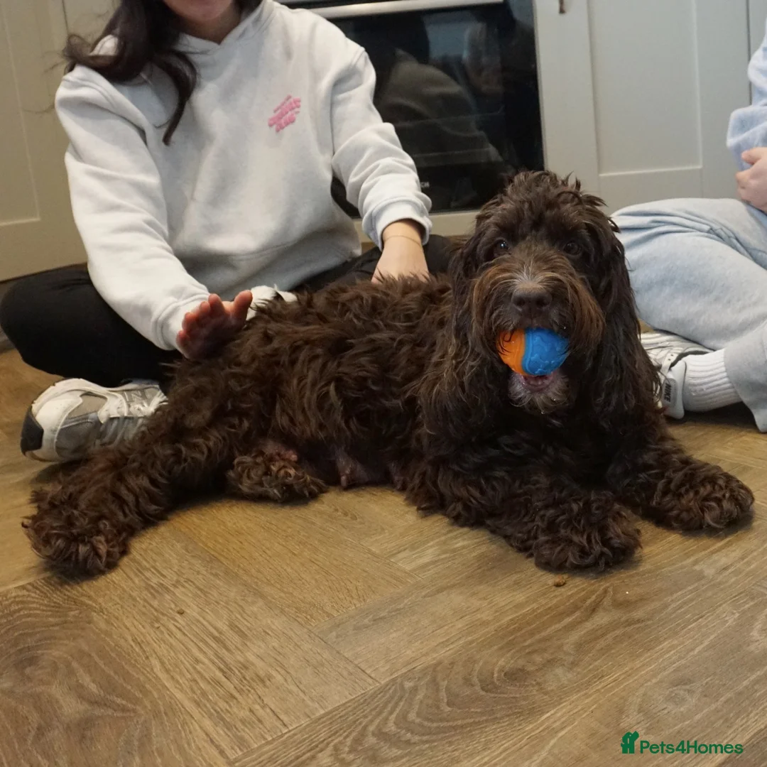 Cockapoo dogs for sale: Adorable litter of cockapoos in Peterborough - Advert 1