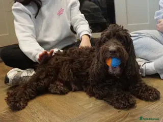 Cockapoo dogs Adorable litter of cockapoos - Advert 1