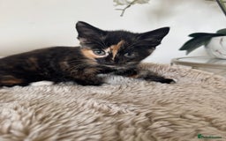 Mixed Breed cats for sale: 3 kittens for sale - Image 10