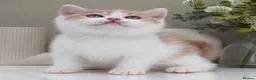 British Shorthair cats for sale: Stunning British Shorthair kittens  - Advert 5