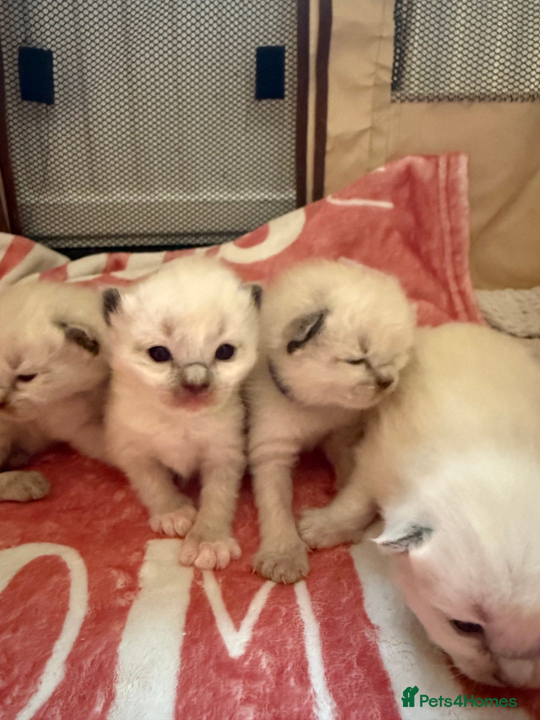 Ragdoll cats for sale: 🥰 blue Ragdolls 🥰 - Advert 3