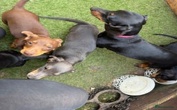 Mixed Breed dogs for sale: Jackshund Jack Russell Daschund X Puppies  - Image 4