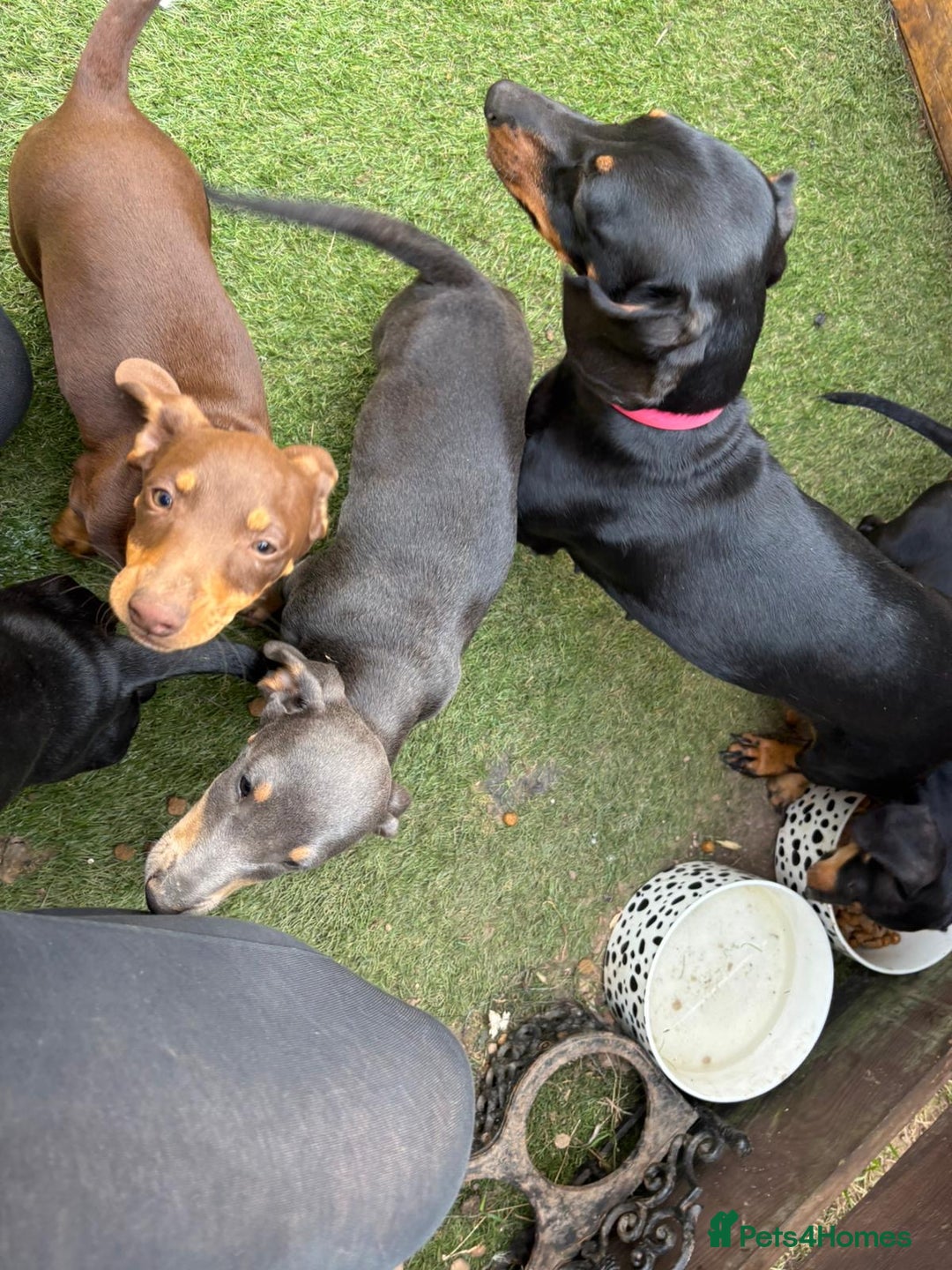 Mixed Breed dogs for sale: Jackshund Jack Russell Daschund X Puppies  - Image 4