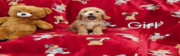 Cockapoo dogs for sale: ⚜️Pure Quality Cockapoos ⚜️ - Advert 28