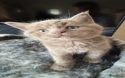 Maine Coon cats for sale: 7 Maine Coon x Bengal kittens - Image 3