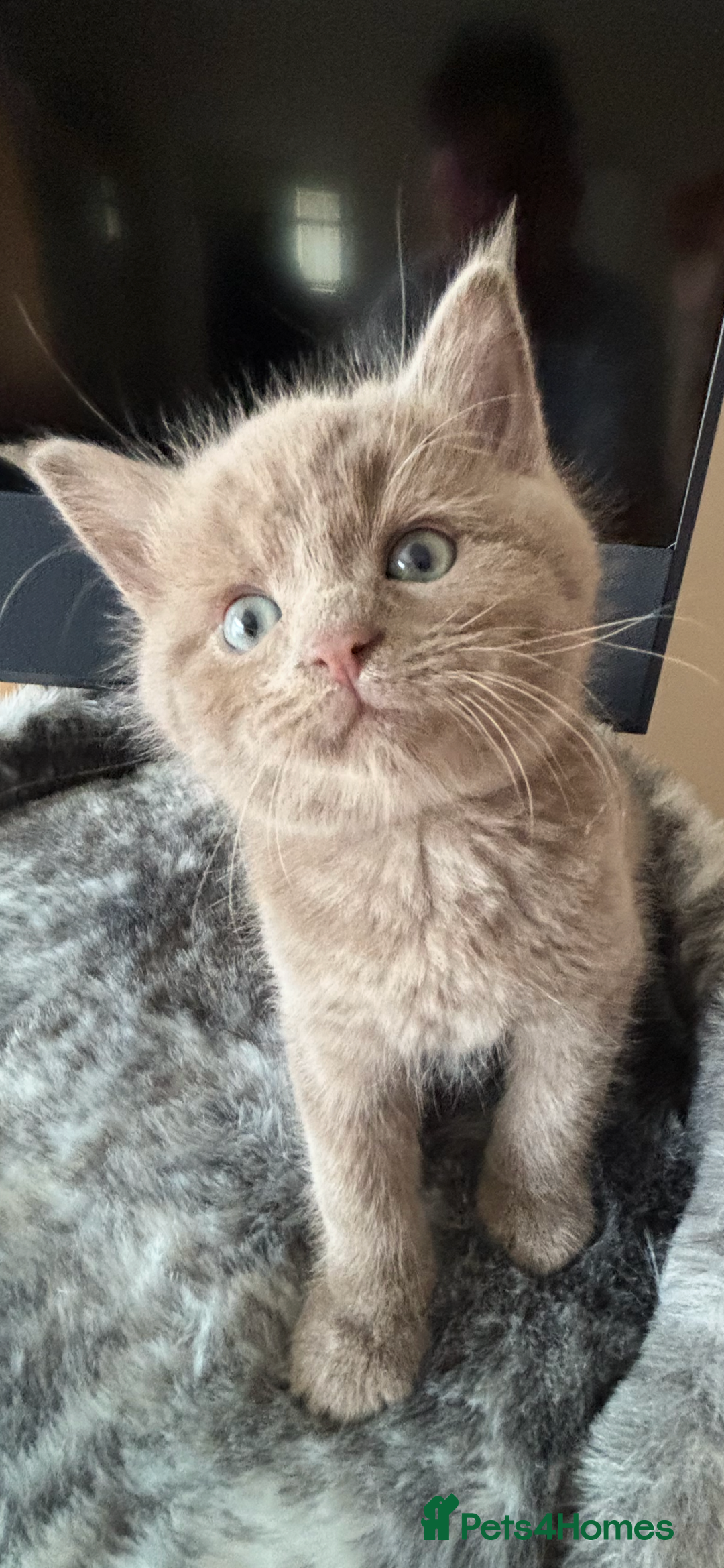 Maine Coon cats for sale: 7 Maine Coon x Bengal kittens - Image 3