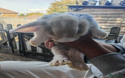 Mini Lop rabbits for sale: Mini lop - Image 2