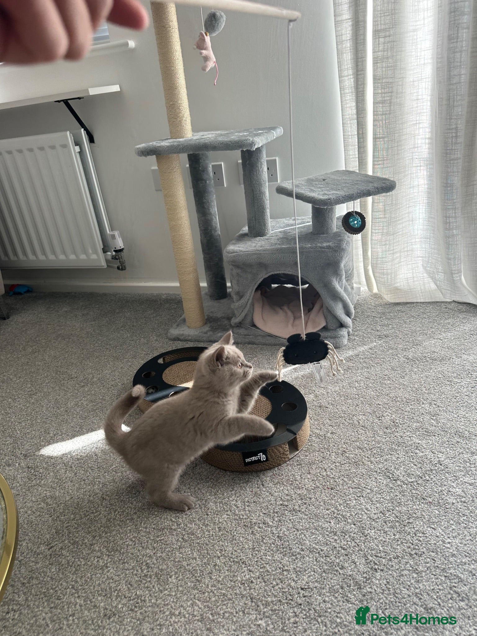 British Shorthair cats Lilac British shorthair  - Advert 1