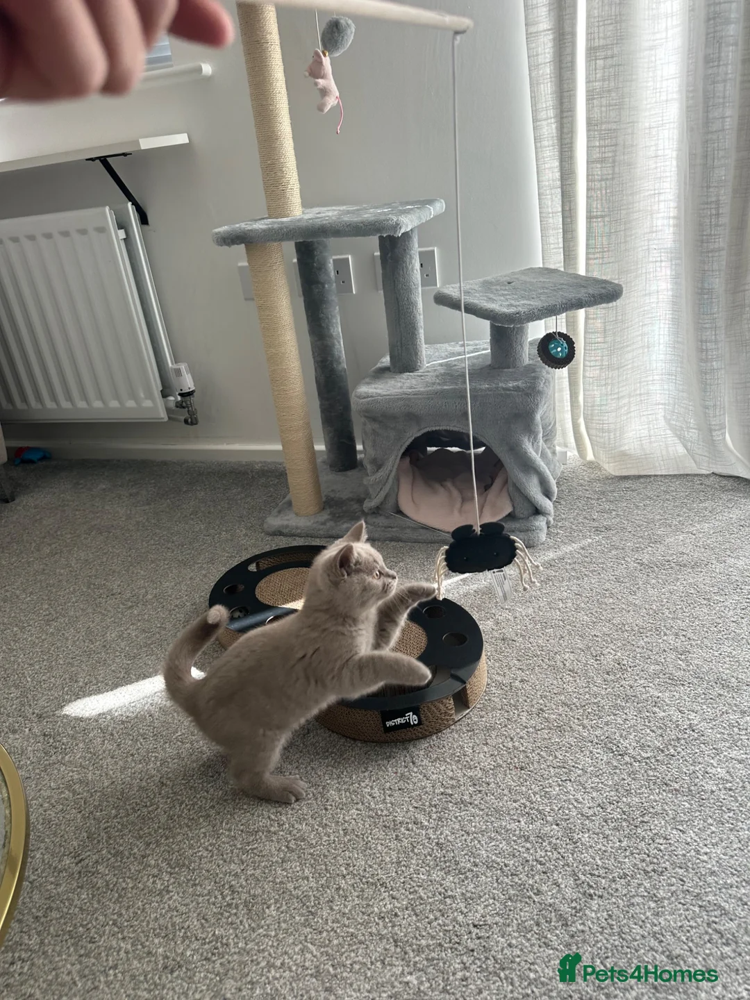 British Shorthair cats for sale: Lilac British shorthair  in Knaresborough - Advert 1