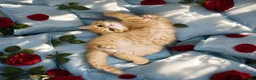 Scottish Fold cats for sale: Adorable Scottish Fold Straight Ear Tabby Kittens  - Advert 4