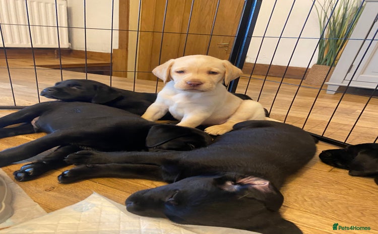 Labrador Retriever dogs - Advert 14