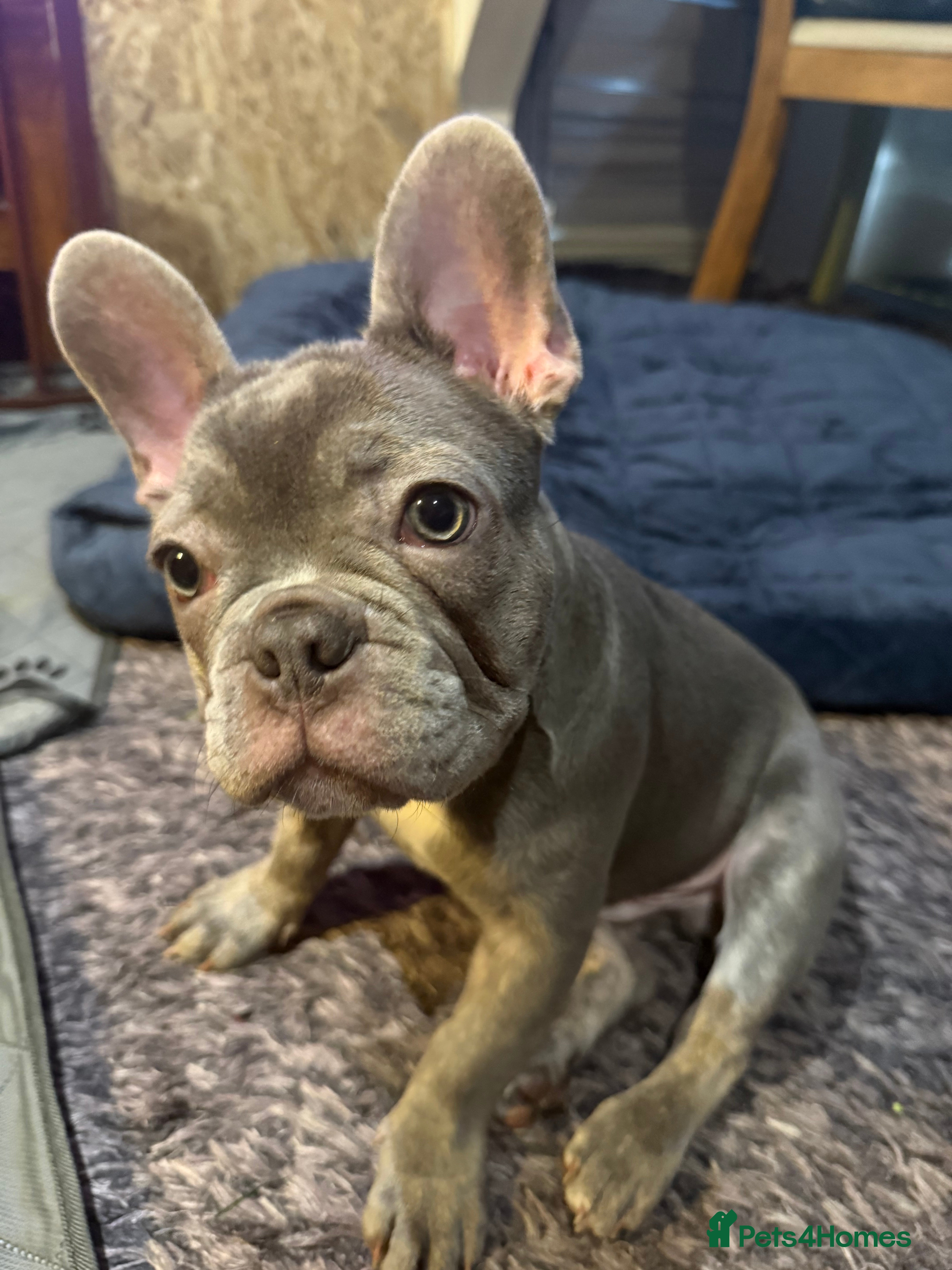 French Bulldog dogs Frenchie puppies for forever homes  - Advert 2