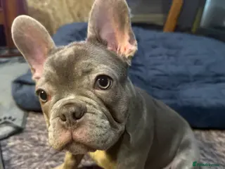 French Bulldog dogs Frenchie puppies for forever homes - Advert 5