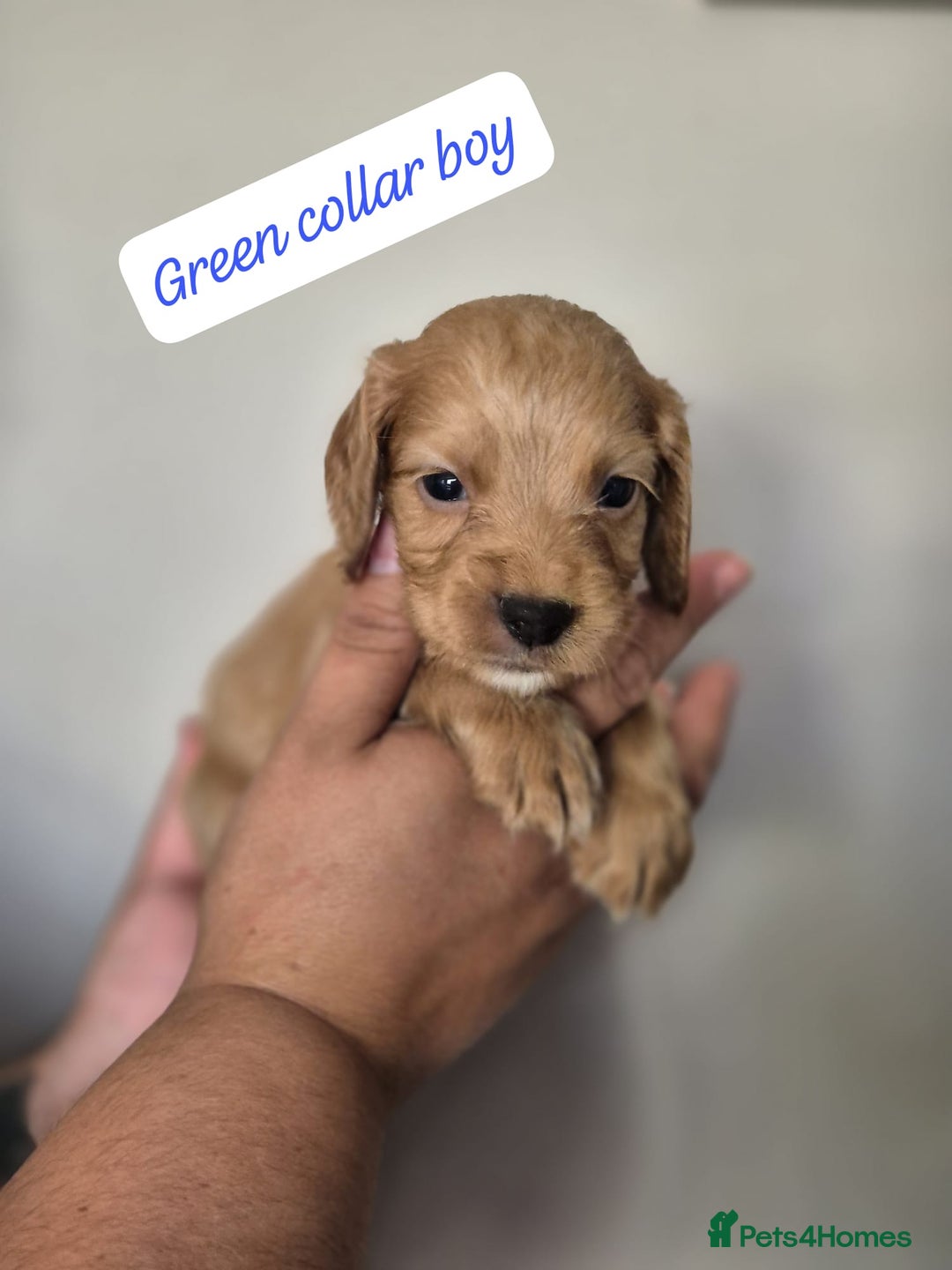 Cocker Spaniel dogs for sale: Beautiful litter of working type cocker spaniels - Image 7
