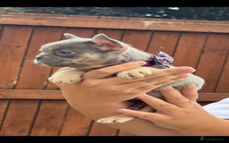 French Bulldog dogs for sale: Beautiful fluffy/ fluffy carrier Frenchie pups  - Image 9