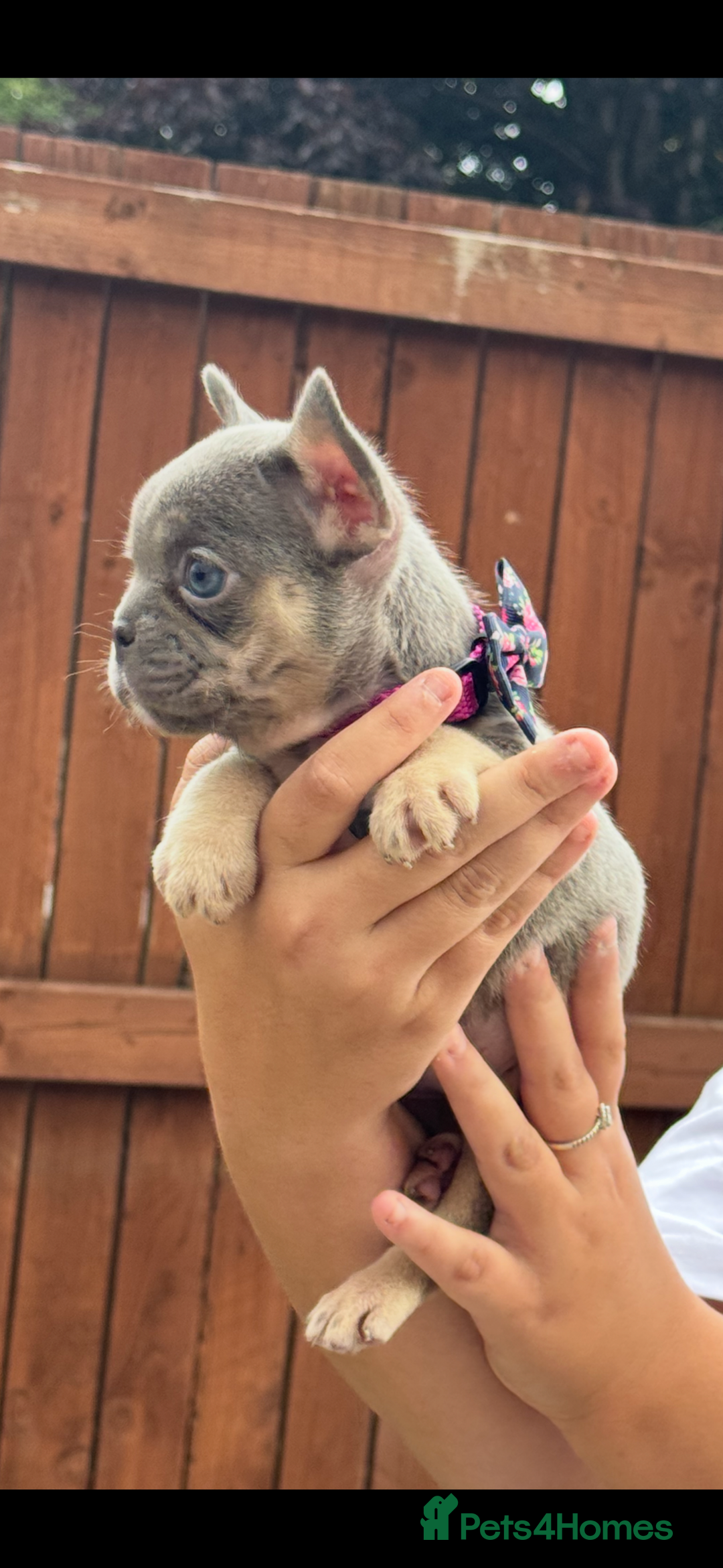 French Bulldog dogs for sale: Beautiful fluffy/ fluffy carrier Frenchie pups  - Image 9