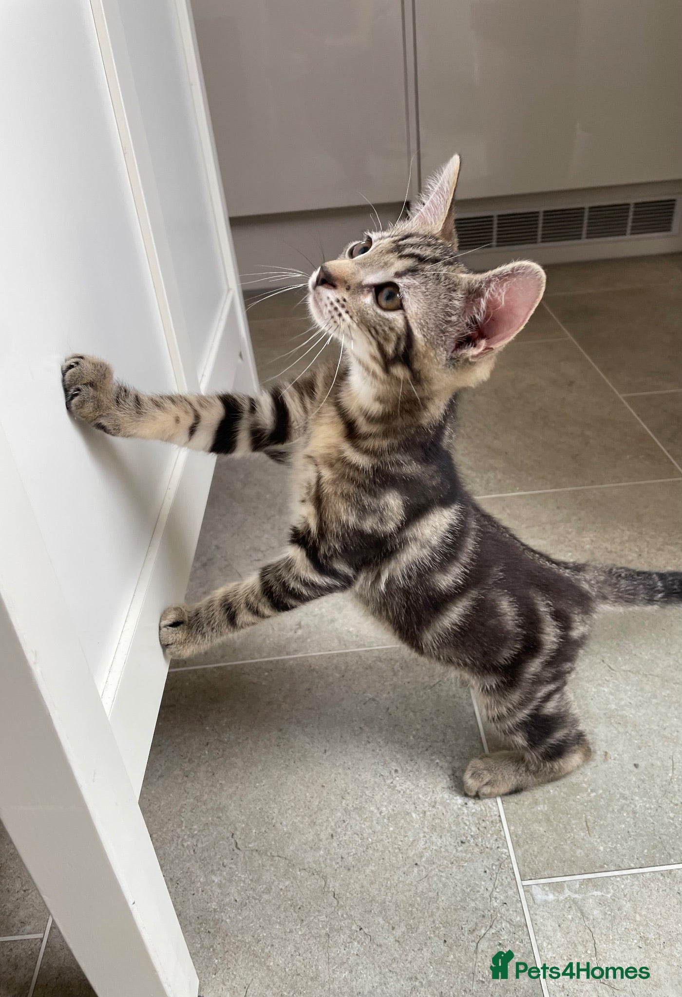 Mixed Breed cats Half Bengal Kitten  - Advert 5