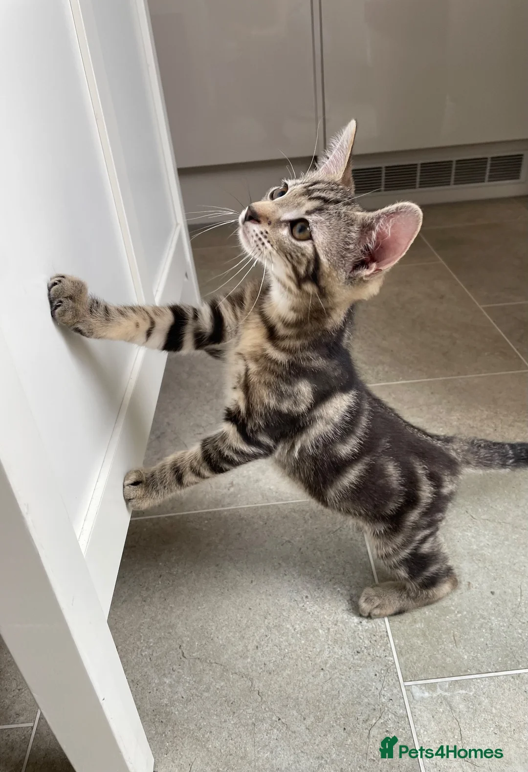 Mixed Breed cats for sale: Half Bengal Kitten  - Advert 1