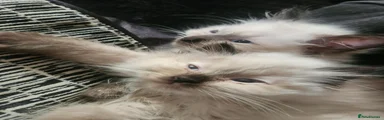 Ragdoll 3