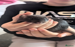 Rat rodents for sale: 2 beautiful well handled female dumbo rats - Image 10