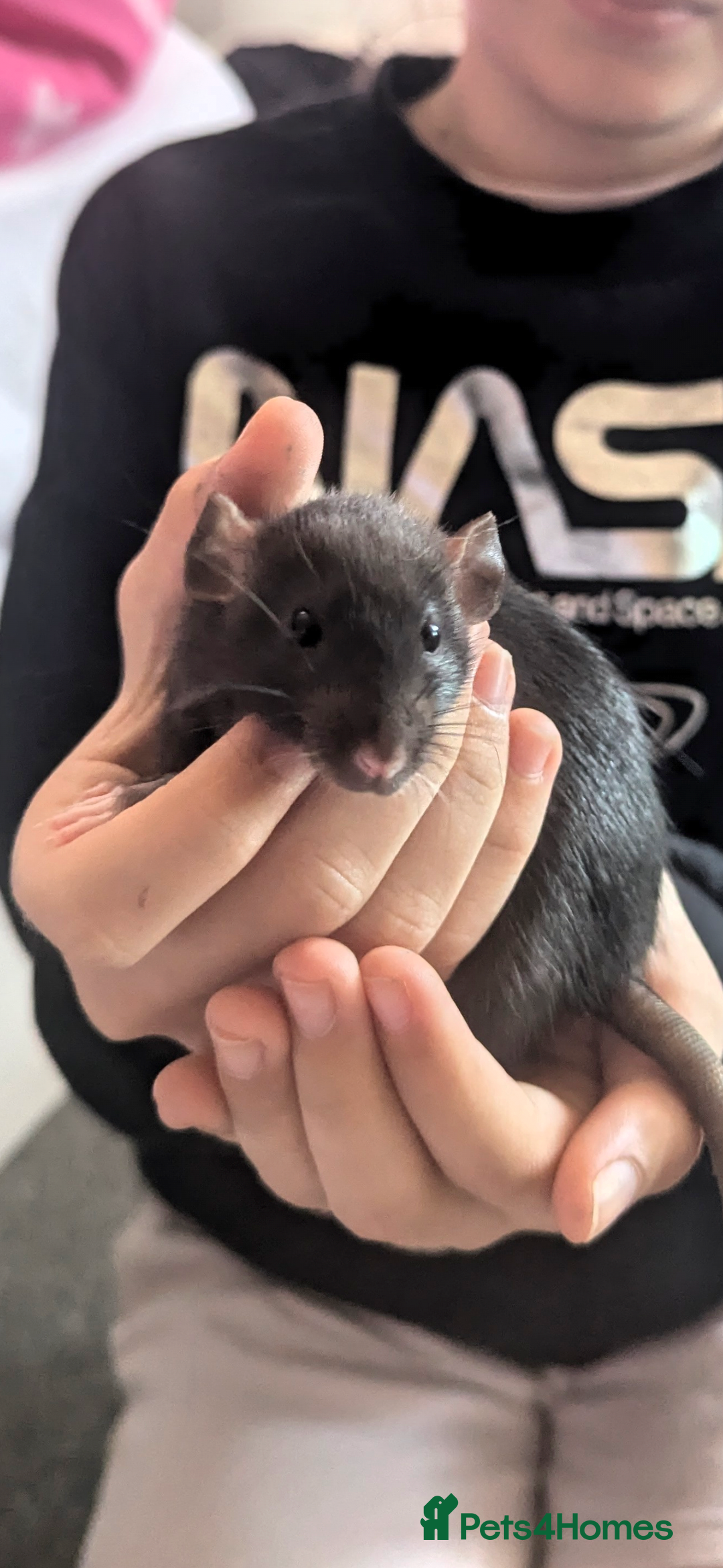 Rat rodents for sale: 2 beautiful well handled female dumbo rats - Image 10