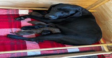 Labrador Retriever dogs - Advert 7