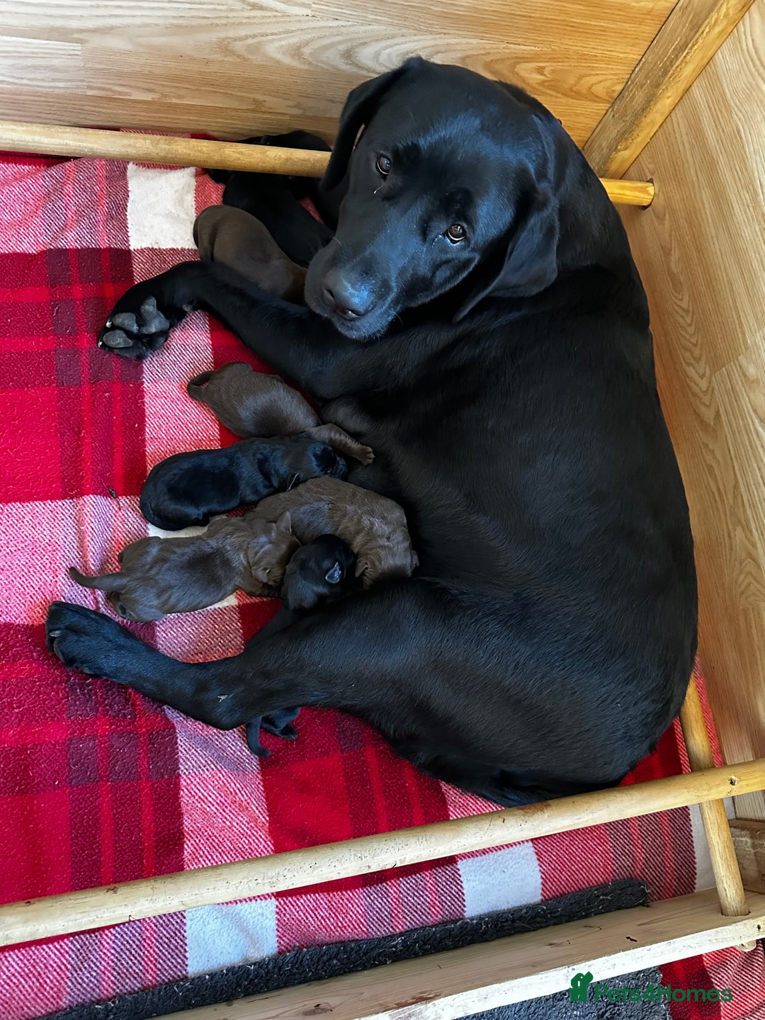Labrador Retriever dogs for sale: Stunning Labrador Puppies K.C. Reg - Image 2