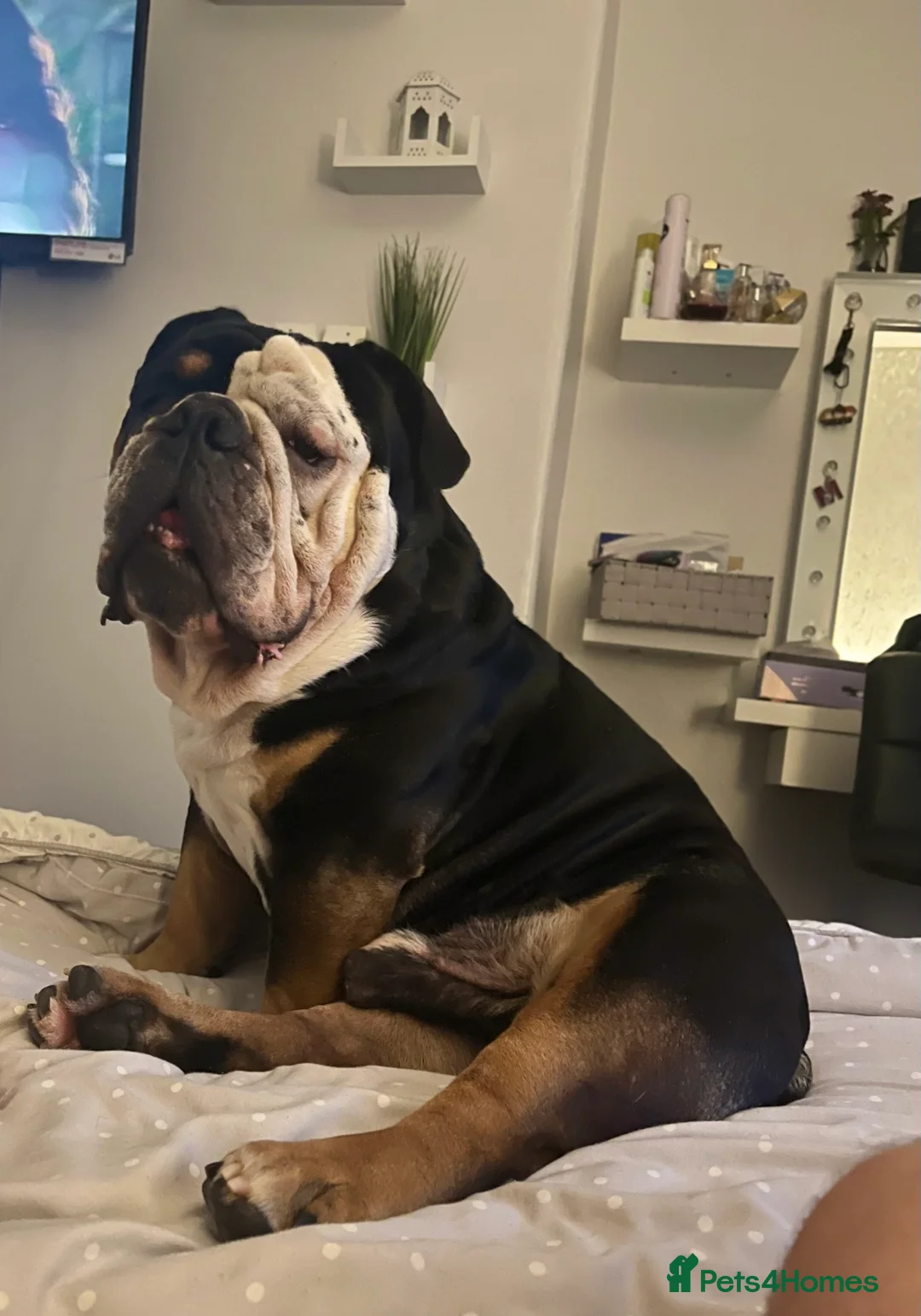 English Bulldog dogs for sale: Alfie English Bulldog  - Advert 9